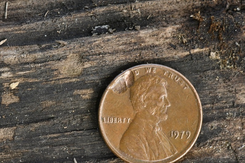 1979-Lincoln-Cent---What-Do-You-Think?